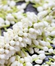 ಮುಡಿ ಮಲ್ಲಿಗೆ
