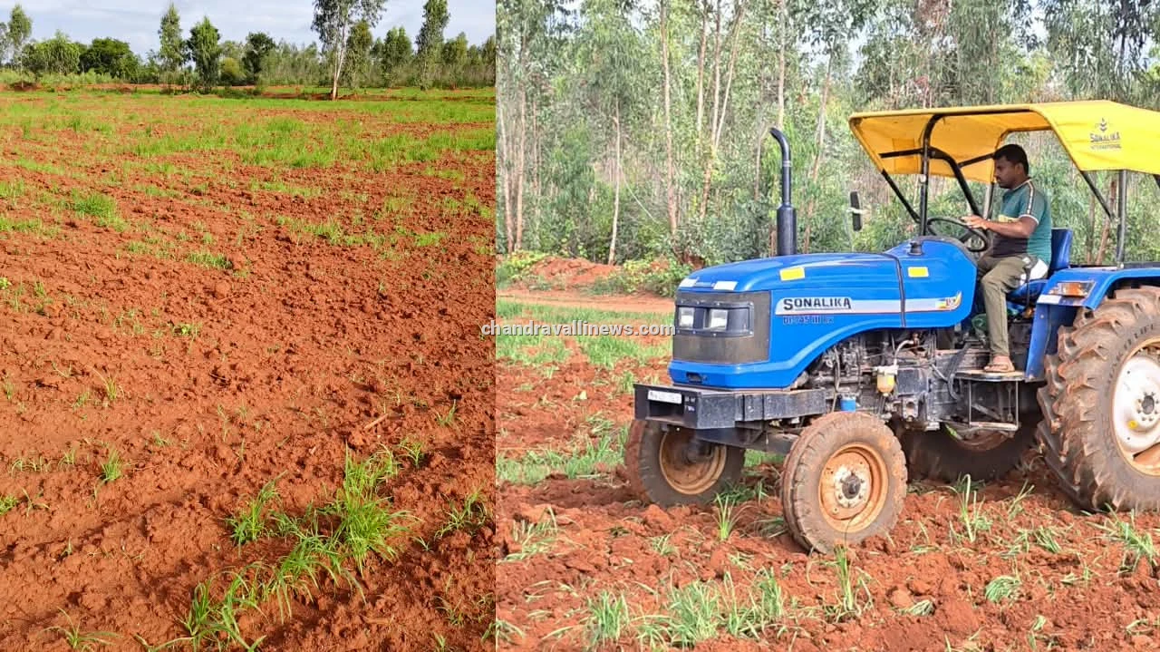 ಮಳೆ ಕೈಕೊಟ್ಟಿತು, ರಾಗಿ ಕೈಬಿಟ್ಟಿತು: ಬೆಳೆಗೇ ಟ್ರ್ಯಾಕ್ಟರ್ ಹರಿಸಿದ ರೈತ 
