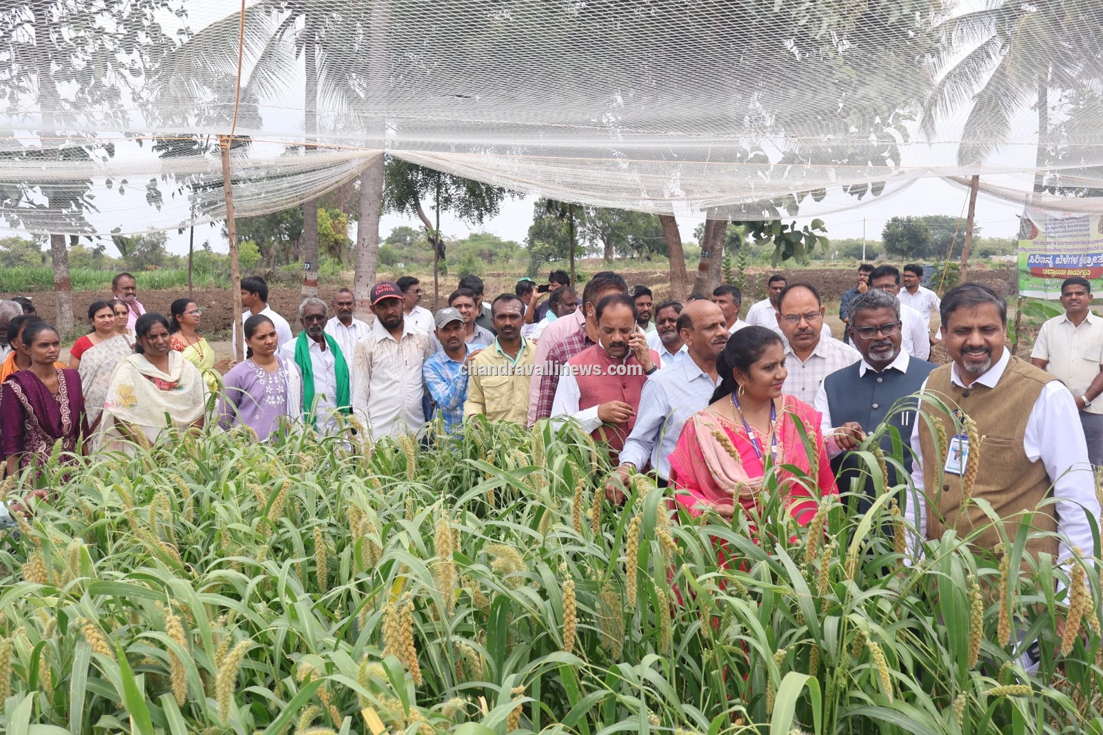 ಹವಾಮಾನ ವೈಪರೀತ್ಯದ ನಡುವೆಯೂ ಬೆಳೆದು ನಿಂತ ದೇಸಿ ಸಿರಿಧಾನ್ಯಗಳು