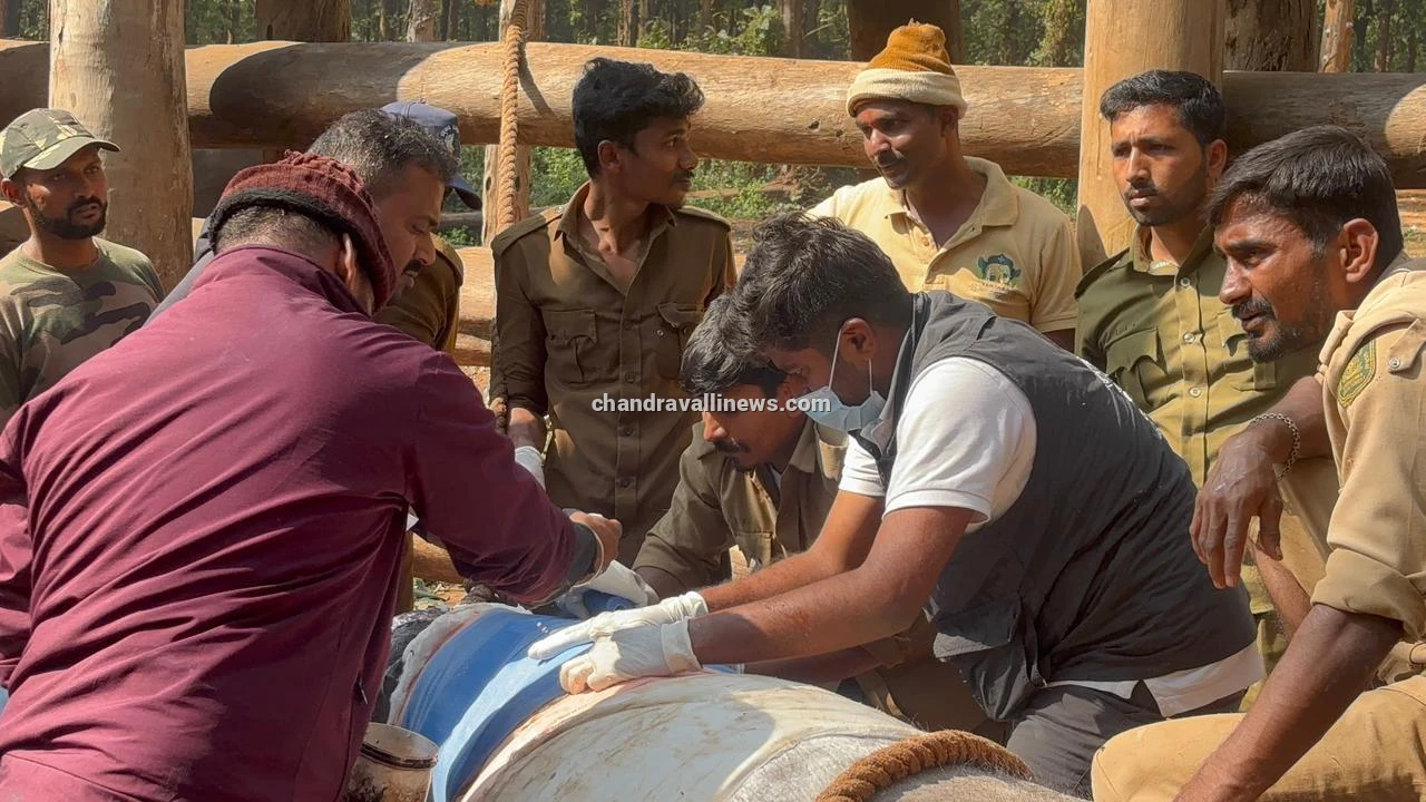 ದೇಶದಲ್ಲೇ ಪ್ರಥಮ: ಕಾಲಿನ ಮೂಳೆ ಮುರಿತಕ್ಕೊಳಗಾದ 'ದ್ರೋಣ' ಆನೆಗೆ ಫೈಬರ್ ಗ್ಲಾಸ್ ಕ್ಯಾಸ್ಟಿಂಗ್ ಮೂಲಕ ಮರುಜೀವ!