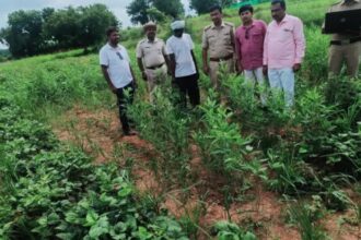 ಪೊಲೀಸರ ಭರ್ಜರಿ ಕಾರ್ಯಾಚರಣೆ ಗಾಂಜಾ ಬೆಳೆದಿದ್ದವನ ಬಂಧನ