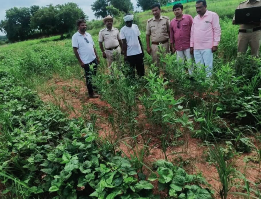 ಪೊಲೀಸರ ಭರ್ಜರಿ ಕಾರ್ಯಾಚರಣೆ ಗಾಂಜಾ ಬೆಳೆದಿದ್ದವನ ಬಂಧನ