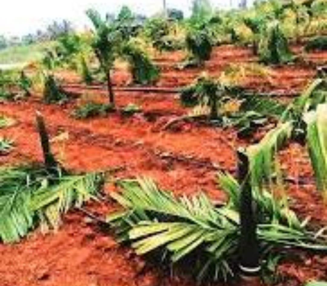 ಹೆಂಡತಿ ಕಳಿಸದಿದ್ದಕ್ಕೆ ಮಾವನ ತೋಟ ಕಡಿದು ಹಾಕಿದ ಅಳಿಯ