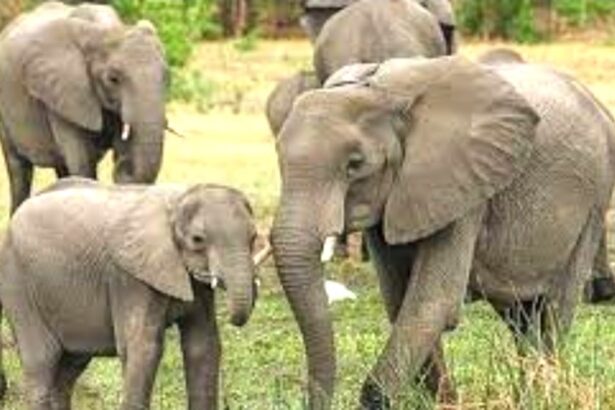 ಕಾಡಾನೆ ದಾಳಿ ಇಬ್ಬರು ಬಿಜೆಪಿ ಮುಖಂಡರ ಸಾವು