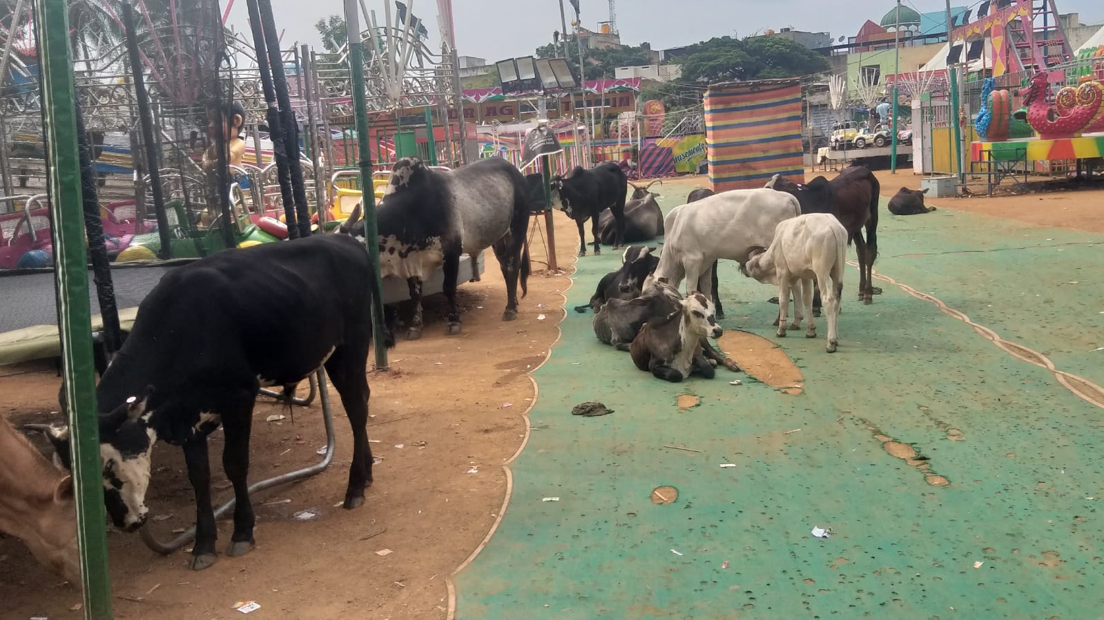 ಬಿಡಾಡಿ ದನಗಳ ಹಾವಳಿ ತಪ್ಪಿಸಿ ಜನರ ಜೀವ ಉಳಿಸಿ