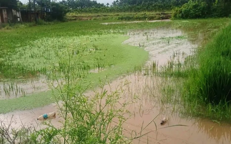 ದಾವಣಗೆರೆ ಜಿಲ್ಲೆಯಲ್ಲಿ ಮುಂದುವರೆದ ಮಳೆ