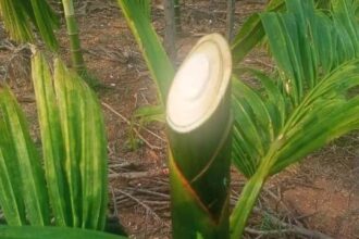 ರೈತ ಮಹಿಳೆಯ ಅಡಿಕೆ ಮರ ಕಡಿದು ಹಾಕಿದ ದುಷ್ಕರ್ಮಿಗಳು