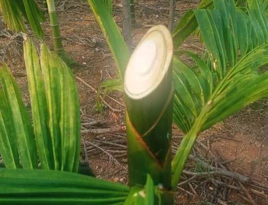 ರೈತ ಮಹಿಳೆಯ ಅಡಿಕೆ ಮರ ಕಡಿದು ಹಾಕಿದ ದುಷ್ಕರ್ಮಿಗಳು