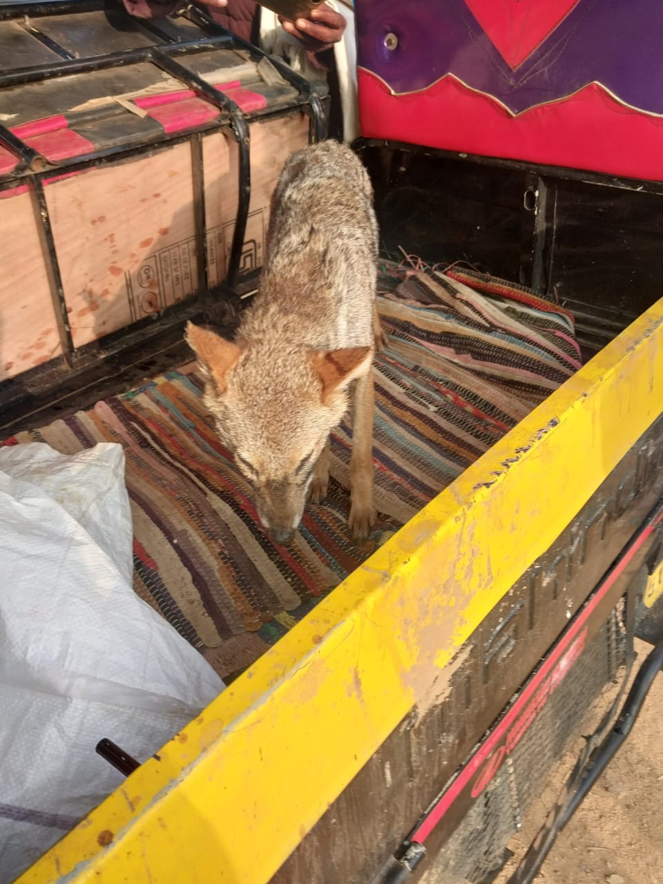 ತೂಬಗೆರೆ ಯಲ್ಲಿ ನರಿ ಮರಿ ಪ್ರತ್ಯಕ್ಷ