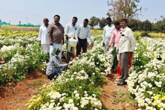 ಸೇವಂತಿ ಬೆಳೆ ಕ್ಷೇತ್ರೋತ್ಸವ : ರೈತರು ಸಾವಯವ ಮತ್ತು ಜೀವಾಮೃತ ಬಳಸಿ ಹೆಚ್ಚು ಲಾಭಗಳಿಸಿ