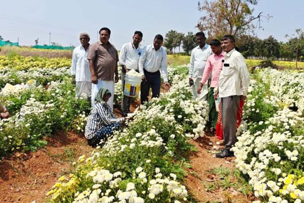 ಸೇವಂತಿ ಬೆಳೆ ಕ್ಷೇತ್ರೋತ್ಸವ : ರೈತರು ಸಾವಯವ ಮತ್ತು ಜೀವಾಮೃತ ಬಳಸಿ ಹೆಚ್ಚು ಲಾಭಗಳಿಸಿ