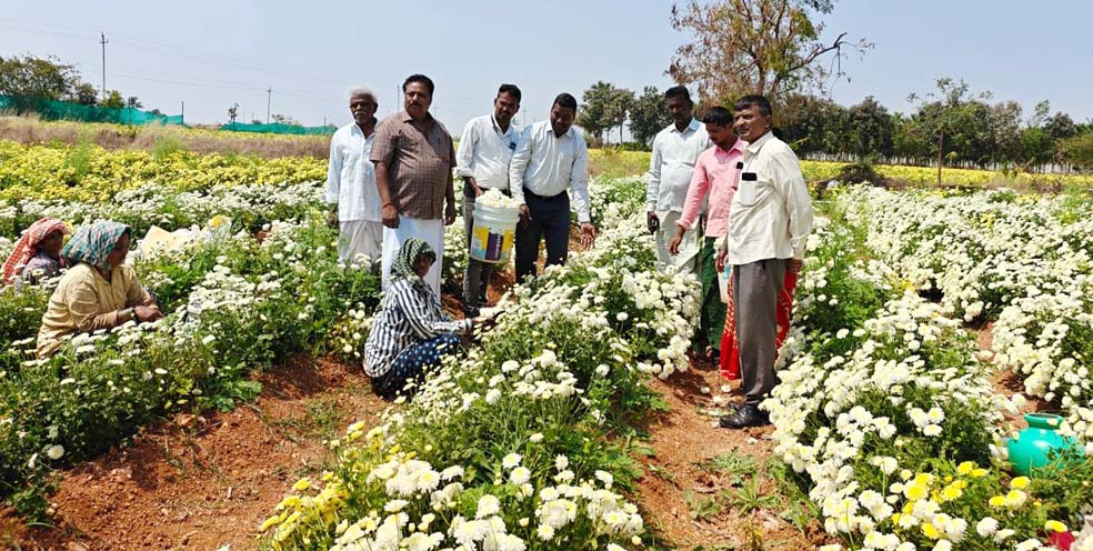 ಸೇವಂತಿ ಬೆಳೆ ಕ್ಷೇತ್ರೋತ್ಸವ : ರೈತರು ಸಾವಯವ ಮತ್ತು ಜೀವಾಮೃತ ಬಳಸಿ ಹೆಚ್ಚು ಲಾಭಗಳಿಸಿ