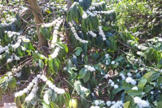  ಶತಮಾನದಲ್ಲೇ ಕಾಫಿ ದಾಖಲೆ ಬೆಲೆ ಪ್ಲಾಂಟರ್ ಮುಖದಲ್ಲಿ ಮಂದಹಾಸ