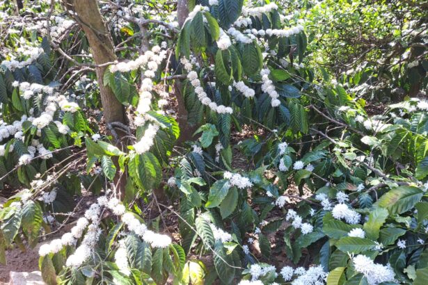  ಶತಮಾನದಲ್ಲೇ ಕಾಫಿ ದಾಖಲೆ ಬೆಲೆ ಪ್ಲಾಂಟರ್ ಮುಖದಲ್ಲಿ ಮಂದಹಾಸ