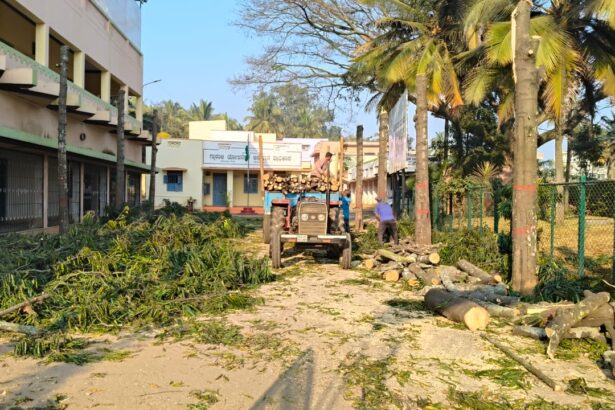 ಇರುವೆ ಕಾಟಕ್ಕೆ ಮರಗಳ ಮಾರಣ ಹೋಮ ಮಾಡಿದ ಭೂಪರು