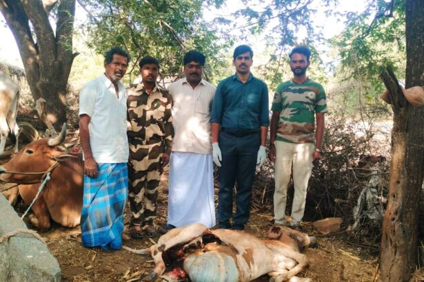 ಚಿರತೆ ದಾಳಿ ಆಕಳು ಸಾವು