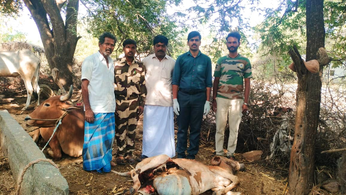 ಚಿರತೆ ದಾಳಿ ಆಕಳು ಸಾವು