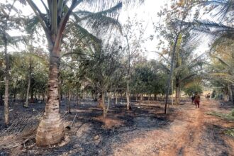 ವಿದ್ಯುತ್ ಶಾರ್ಟ್ ಸರ್ಕ್ಯೂಟ್, ತೆಂಗು, ಮಾವು, ದಾಳಿಂಬೆ, ಶ್ರೀಗಂಧ, ತೇಗ ಸಂಪೂರ್ಣ ಭಸ್ಮ