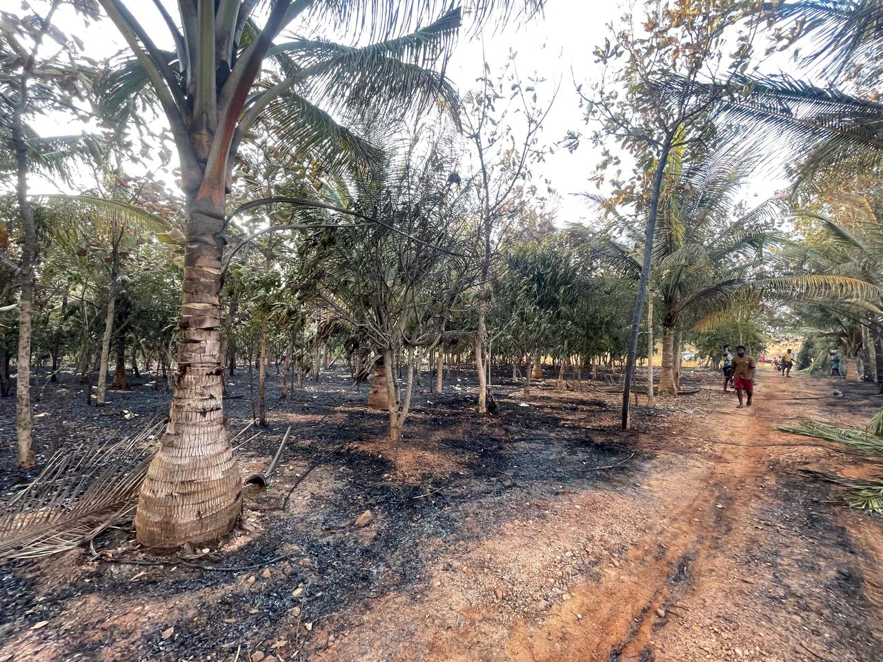 ವಿದ್ಯುತ್ ಶಾರ್ಟ್ ಸರ್ಕ್ಯೂಟ್, ತೆಂಗು, ಮಾವು, ದಾಳಿಂಬೆ, ಶ್ರೀಗಂಧ, ತೇಗ ಸಂಪೂರ್ಣ ಭಸ್ಮ