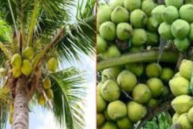 ನುಸಿ ಪೀಡೆಗೆ ಒಳಗಾಗಿರುವ ತಂಗಿ ಮರಗಳಿಗೆ ಪರಿಹಾರ ನೀಡಲು ಜೆಡಿಎಸ್ ಆಗ್ರಹ