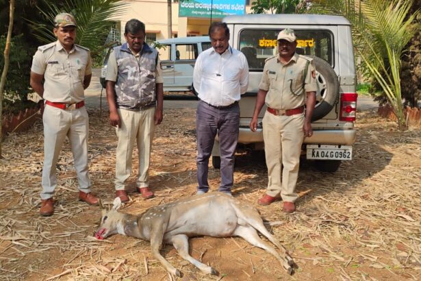 ಅಪರಿಚಿತ ವಾಹನ ಡಿಕ್ಕಿ, ಸ್ಥಳದಲ್ಲೇ ಜಿಂಕೆ ಸಾವು