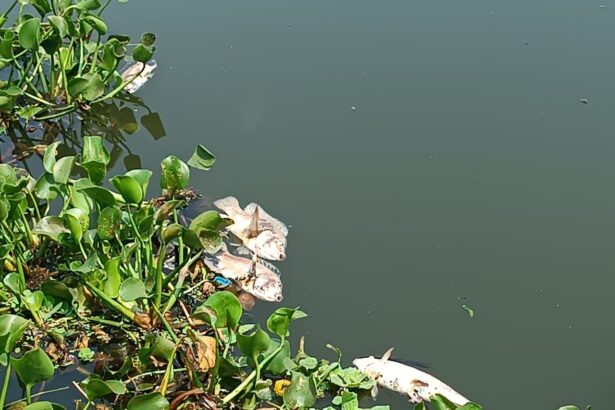 ಕಲುಷಿತ ನೀರಿನಿಂದಾಗಿ ಮೀನುಗಳ ಸಾವು