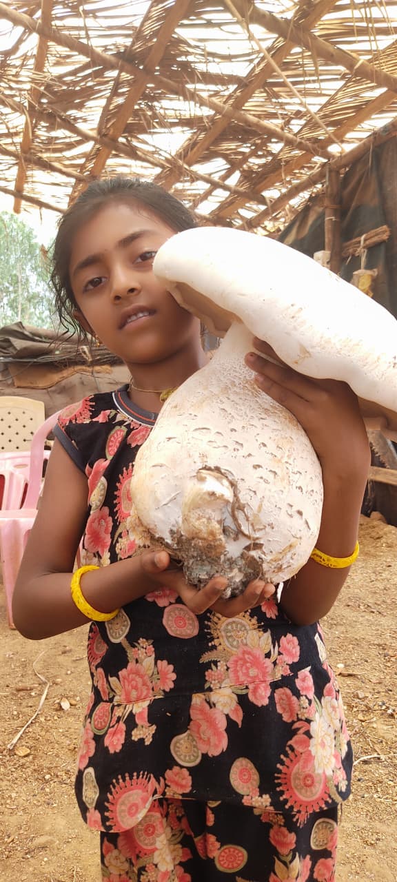 ಅಡಿಕೆ ತೋಟದಲ್ಲಿ ಬೃಹತ್ ಗಾತ್ರದ ಹಣಬೆ ಬೆಳೆ