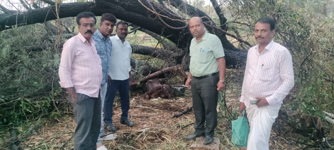 ಹಿರಿಯೂರು, ಗುಡುಗು, ಸಿಡಿಲು, ಆಲಿಕಲ್ಲು ಸಹಿತ ಭಾರೀ ಮಳೆ, ಹಸು ಸಾವು 