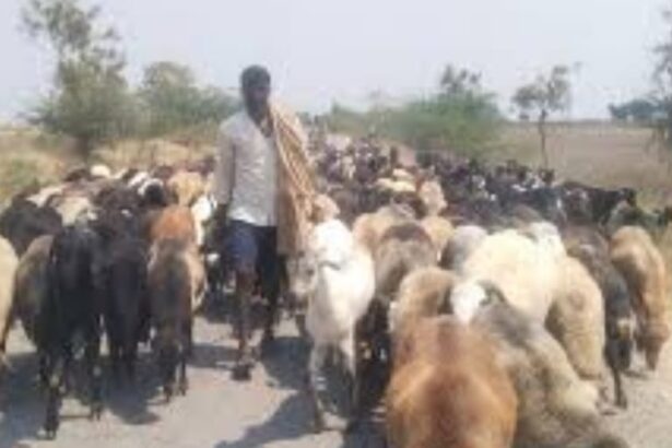 ಮೇ 12ರಿಂದ ಕುರಿ ಮತ್ತು ಮೇಕೆ ಸಾಕಾಣಿಕೆ ತರಬೇತಿ