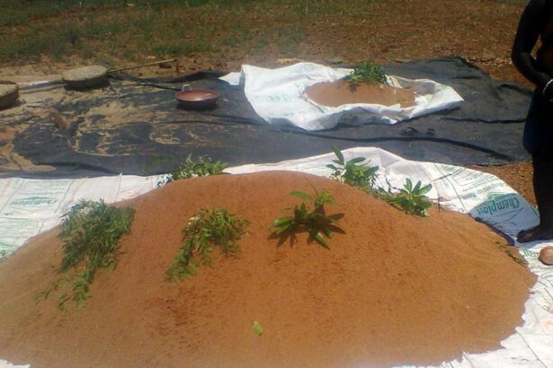 ದೇಸಿ ತಳಿಗಳ ಸಂರಕ್ಷಣೆ ಮತ್ತು ಉತ್ತೇಜನ ಕಾರ್ಯಕ್ರಮ