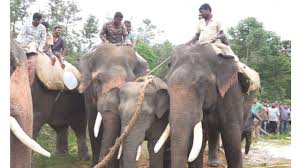 ಜನರಲ್ಲಿ ಆತಂಕ ಸೃಷ್ಠಿಸಿದ್ದ ಕಾಡಾನೆ ಸೆರೆ