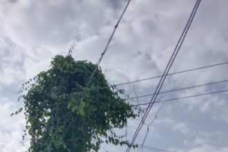 ವಿದ್ಯುತ್ ತಂತಿ ಮೇಲೆ ಆವರಿಸಿರುವ ಬಳ್ಳಿ ತೆರೆವುಗೊಳಿಸಿ -ಅಪಾಯ ತಪ್ಪಿಸಿ