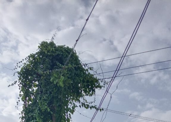 ವಿದ್ಯುತ್ ತಂತಿ ಮೇಲೆ ಆವರಿಸಿರುವ ಬಳ್ಳಿ ತೆರೆವುಗೊಳಿಸಿ -ಅಪಾಯ ತಪ್ಪಿಸಿ