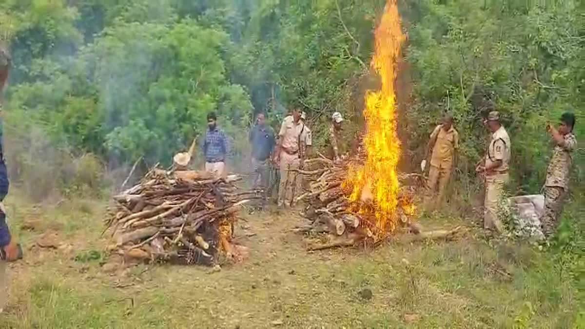 ಹುಲಿಗಳ ಕಳೇಬರಗಳ ಅಂತ್ಯಕ್ರಿಯೆ