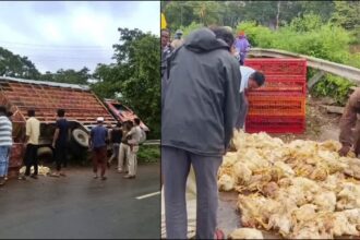 ಕೋಳಿ ತುಂಬಿದ್ದ ಕ್ಯಾಂಟರ್ ಲಾರಿ‌ ಪಲ್ಟಿ ನೂರಾರು ಕೋಳಿಗಳು ಸಾವು