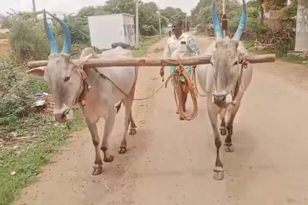 ಉತ್ತಮ ಮಳೆ, ರೈತರ ಬಿತ್ತನೆ ಕಾರ್ಯ ಚುರುಕು