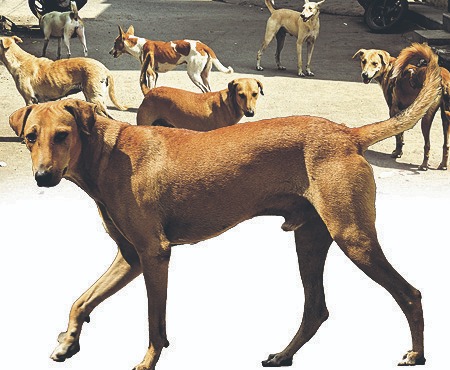 ಬೀಡಾಡಿ ನಾಯಿಗಳ ಹಾವಳಿ ನಿಯಂತ್ರಣಕ್ಕೆ ಕೈಜೋಡಿಸಿ