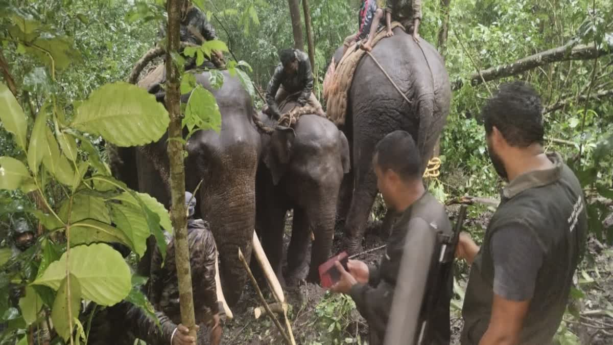 ಇಬ್ಬರ ಸಾವಿಗೆ ಕಾರಣವಾಗಿದ್ದ ಕಾಡಾನೆ ಸೆರೆ