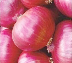 ಪಿಡಿಪಿಎಸ್ ಅಡಿ ಈರುಳ್ಳಿ ಖರೀದಿ ಪ್ರಯತ್ನ: ಸಚಿವ ಶಿವಾನಂದ ಪಾಟೀಲ