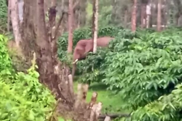 ಕಾಫಿ ತೋಟಕ್ಕೆ ಲಗ್ಗೆ ಇಟ್ಟ ಕಾಡಾನೆಗಳು