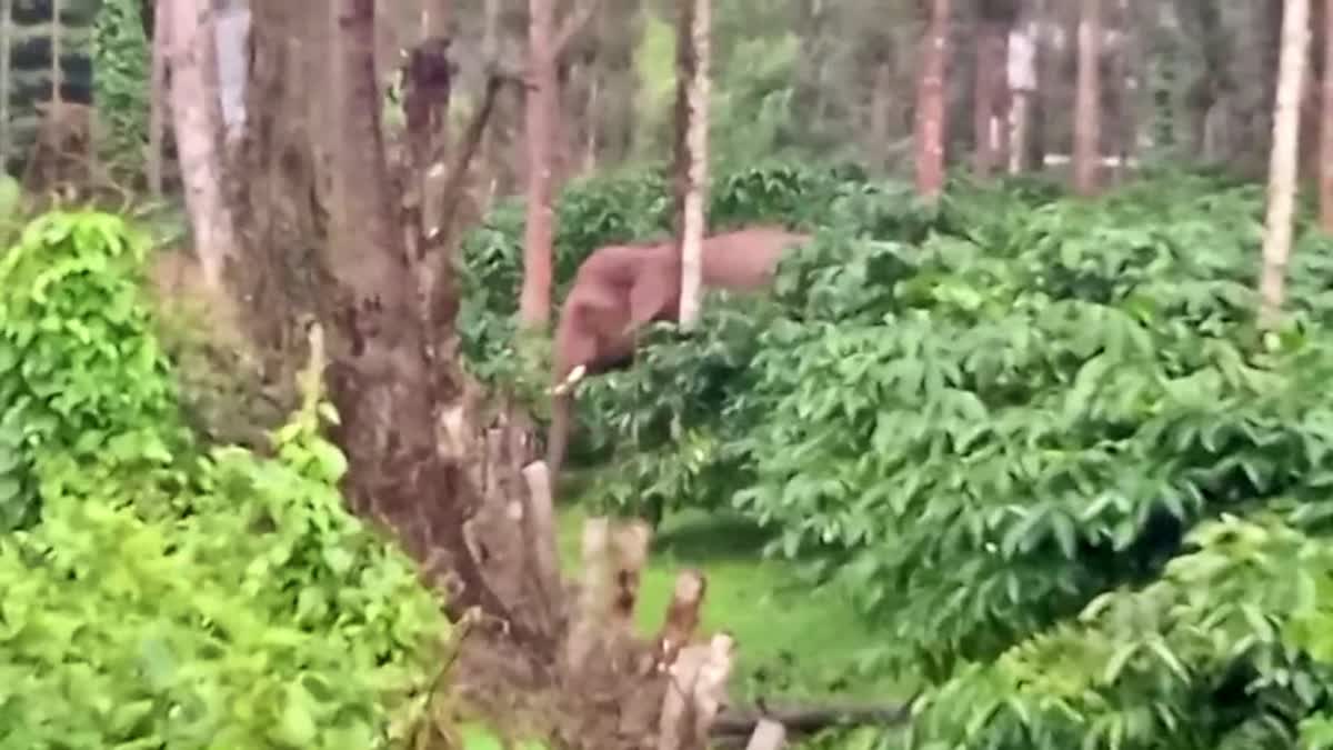 ಕಾಫಿ ತೋಟಕ್ಕೆ ಲಗ್ಗೆ ಇಟ್ಟ ಕಾಡಾನೆಗಳು