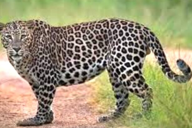 ಚಿರತೆ ದಾಳಿಗೆ ಹಸು ಬಲಿ