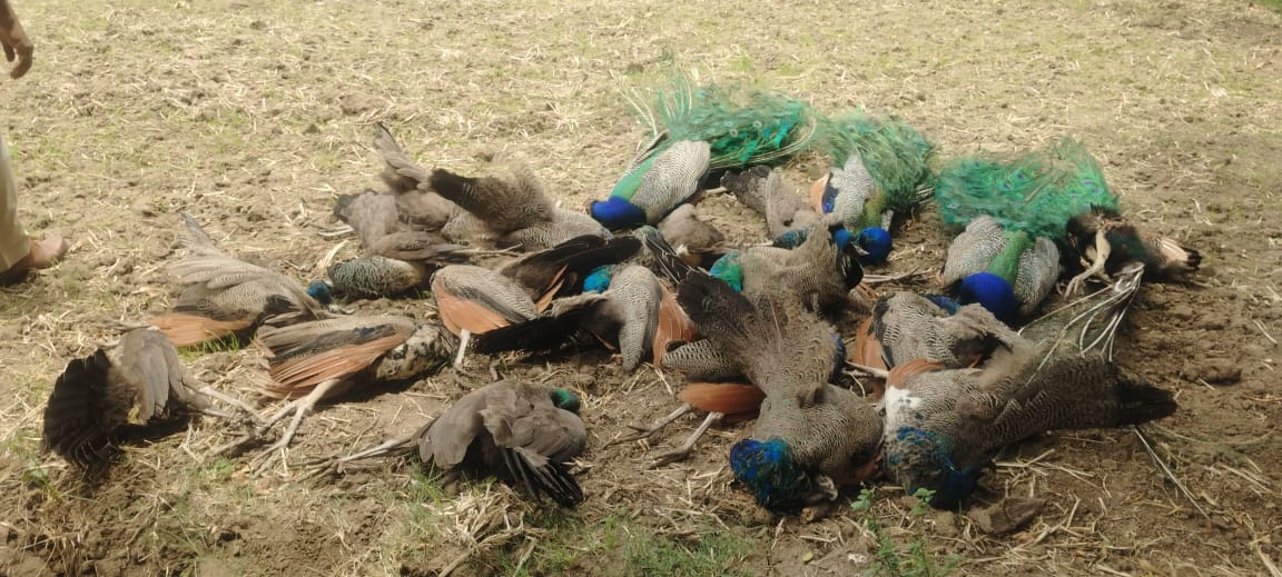 ರೈತನ ಜಮೀನಿನಲ್ಲಿ 19 ನವಿಲುಗಳ ಅನುಮಾನಾಸ್ಪದ ಸಾವು