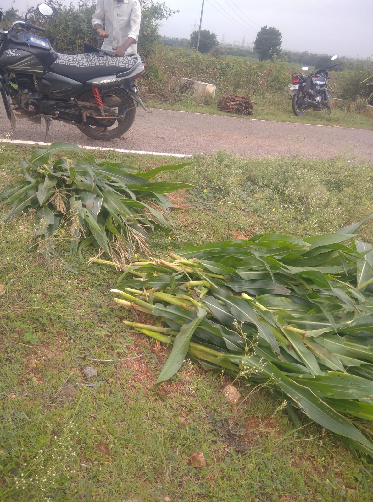 ಕಾಡು ಹಂದಿಗಳ ಹಾವಳಿ, ಫಸಲಿಗೆ ಬಂದ ಮೆಕ್ಕೆಜೋಳ ನಾಶ