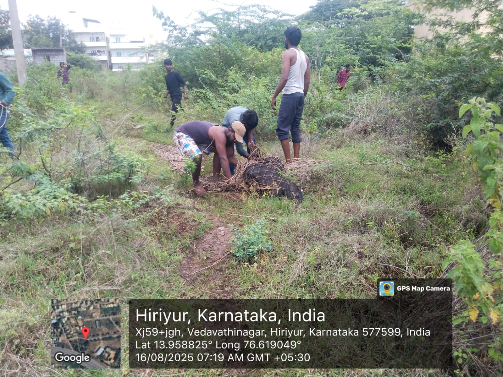 ಹಂದಿಗಳ ಹಾವಳಿ ತಡೆಗೆ ಮುಂದಾದ ನಗರಸಭೆ
