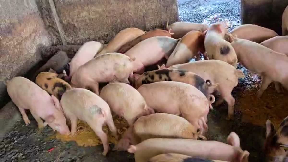 ಹಂದಿಗಳಿಗೆ ಆಫ್ರಿಕನ್ ಹಂದಿ ಜ್ವರ, ನೂರಾರು ಹಂದಿಗಳ ಸಾವು