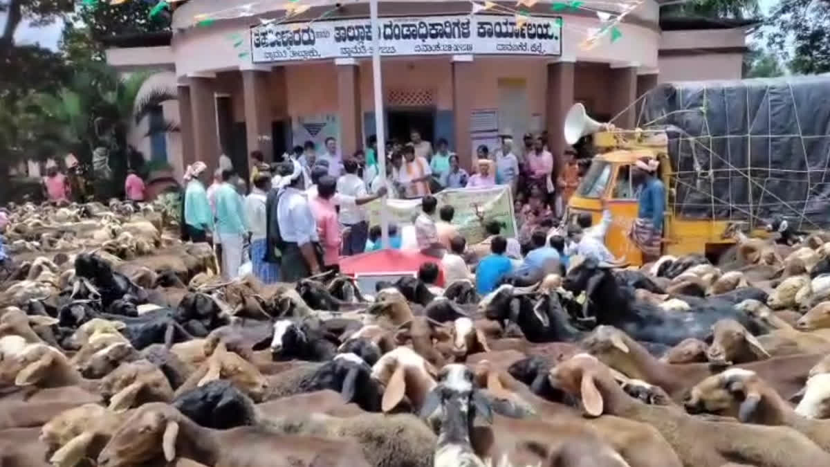 ತಹಶೀಲ್ದಾರ್ ಕಚೇರಿಗೆ ಐದು ಸಾವಿರ ಕುರಿಗಳ ನುಗ್ಗಿಸಿದ ಗ್ರಾಮಸ್ಥರು