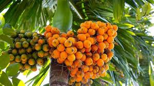 ಅಡಿಕೆ ಬೆಳೆಯ ಸುಧಾರಿತ ಬೇಸಾಯ ತಾಂತ್ರಿಕತೆ ಉಚಿತ ತರಬೇತಿ