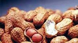 ಶೇಂಗಾ, ಸೂರ್ಯಕಾಂತಿ ಬೆಳೆದ ರೈತರಿಗೆ ಗುಡ್ ನ್ಯೂಸ್, ಬೆಂಬಲ ಬೆಲೆಯಲ್ಲಿ ಖರೀದಿ