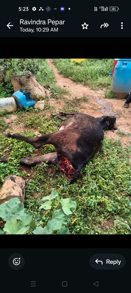 ಹಸು ಮೇಲೆ ಚಿರತೆ ದಾಳಿ